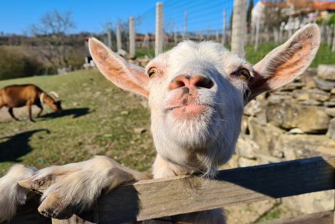 La sfida caprina – girovagando per la campagna di Capodistria